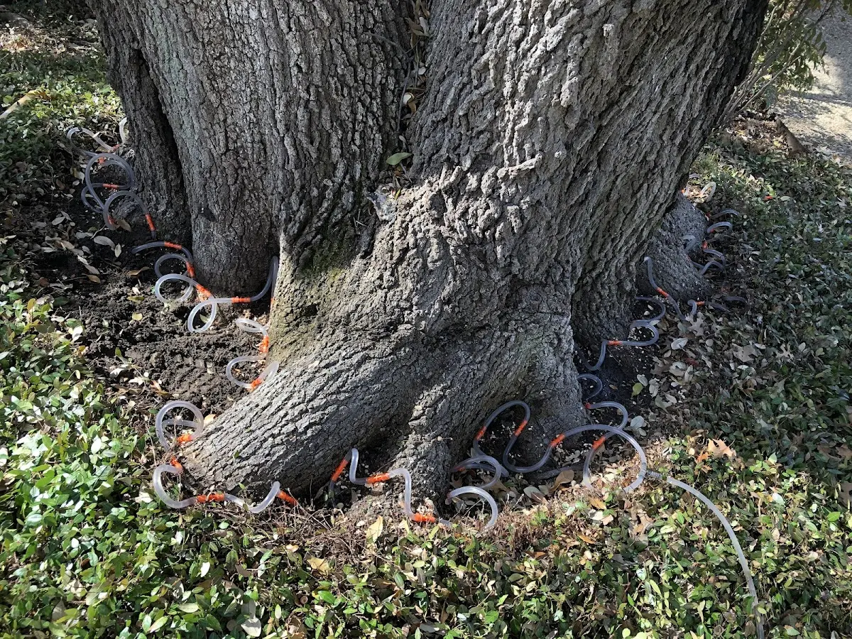 Detailed Tree Cabling and Bracing job site in Weeping Water