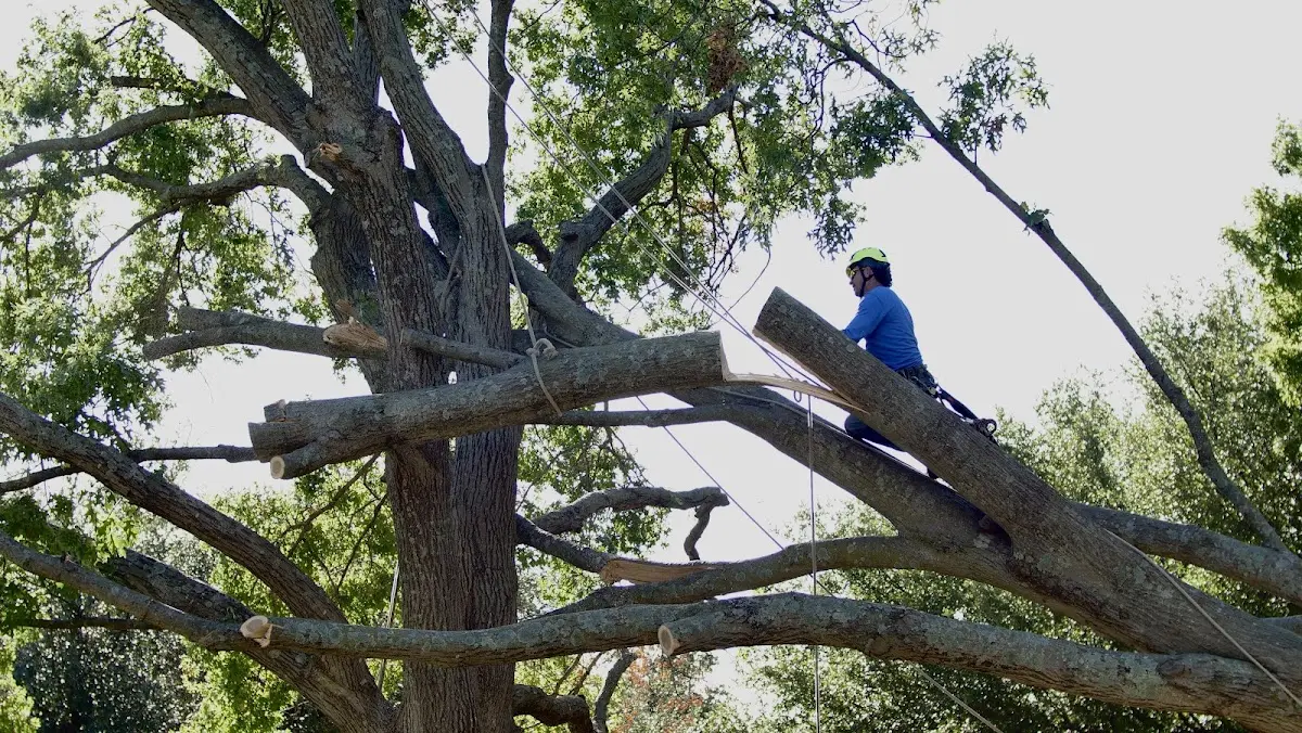 Professional Crown Thinning performed by certified arborists in Weeping Water