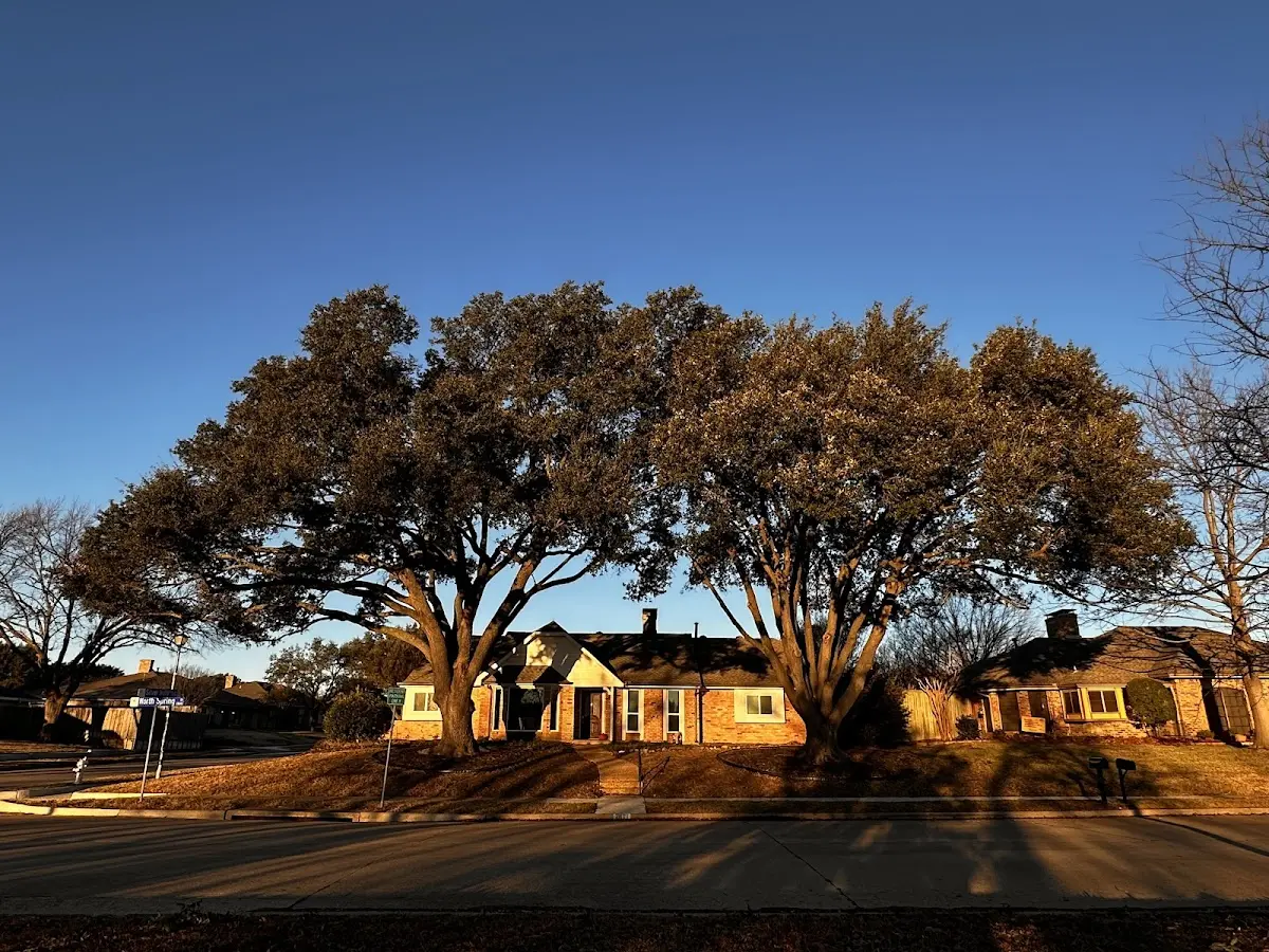 Established residential canopy tree shading a home in Weeping Water